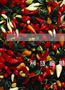 网贷逾期收到信息仲裁怎么办 网贷逾期收到信息仲裁怎么办