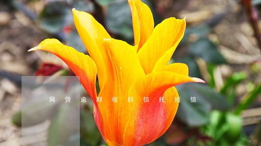 网贷逾期收到信托短信 网贷逾期收到信托短信