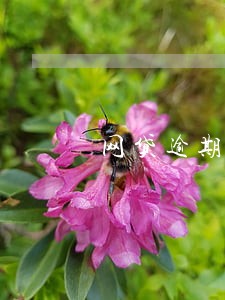 网贷逾期收到催债电话如何处理