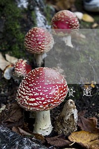 网贷逾期收到刑事通告信息 网贷逾期收到刑事通告信息