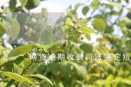 网贷逾期收到司法鉴定短信 网贷逾期收到司法鉴定短信