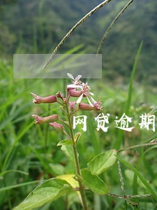 网贷逾期收到广东深圳律师函 网贷逾期收到广东深圳律师函