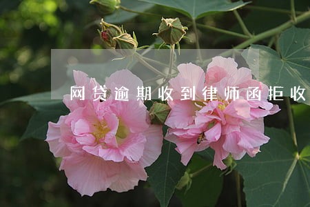网贷逾期收到律师函拒收 网贷逾期收到律师函拒收