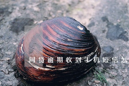 网贷逾期收到手机短信怎么办 网贷逾期收到手机短信怎么办