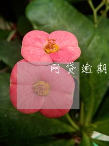 网贷逾期收到短信要开庭 网贷逾期收到短信要开庭