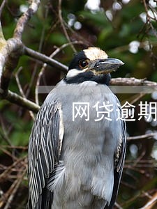 网贷逾期收到纸质传票