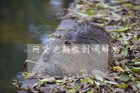 网贷逾期收到调解涵 网贷逾期收到调解涵