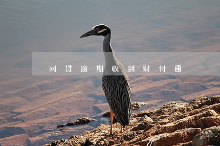 网贷逾期收到财付通 网贷逾期收到财付通