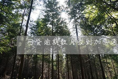 网贷逾期数月收到加急通知 网贷逾期数月收到加急通知