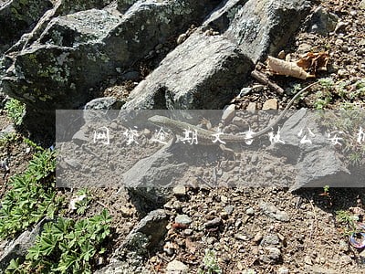 网贷逾期文书被公安机关立案 网贷逾期文书被公安机关立案