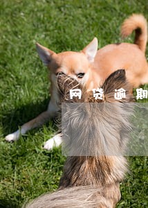 网贷逾期新办的银行卡可以用吗 网贷逾期新办的银行卡可以用吗