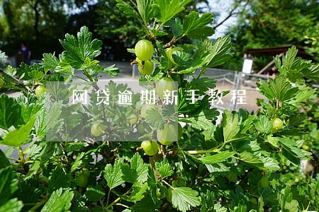 网贷逾期新手教程 网贷逾期新手教程