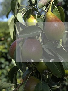 网贷逾期无力偿还会被拍卖吗 网贷逾期无力偿还会被拍卖吗