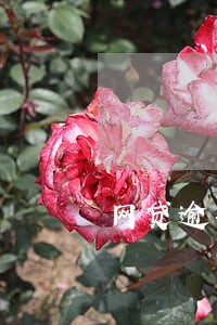网贷逾期无力偿还会被拘役吗 网贷逾期无力偿还会被拘役吗