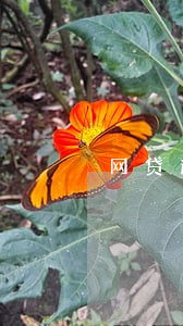 网贷逾期无力偿还利息增多怎么办 网贷逾期无力偿还利息增多怎么办