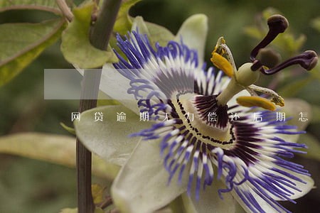 网贷逾期无力偿还后期怎么还款 网贷逾期无力偿还后期怎么还款
