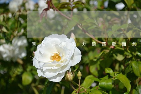 网贷逾期无力偿还后面怎么生活 网贷逾期无力偿还后面怎么生活