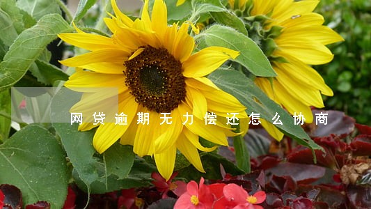 网贷逾期无力偿还怎么协商 网贷逾期无力偿还怎么协商
