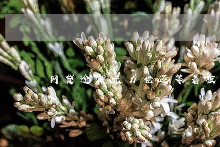 网贷逾期无力偿还等着被起诉 网贷逾期无力偿还等着被起诉