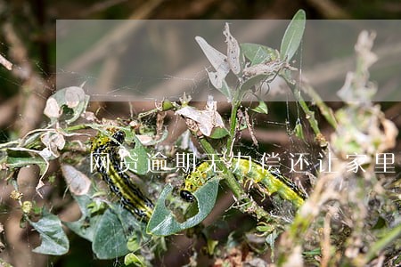 网贷逾期无力偿还让家里人知道了 网贷逾期无力偿还让家里人知道了
