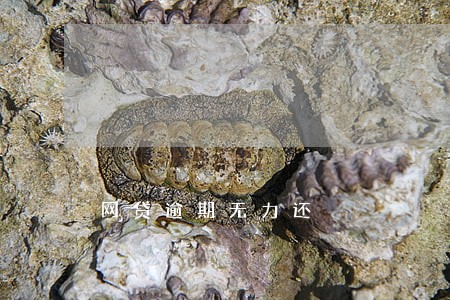 网贷逾期无力还 网贷逾期无力还