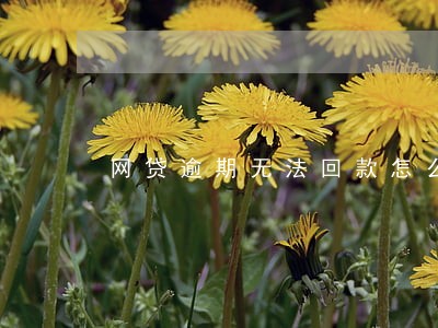 网贷逾期无法回款怎么办 网贷逾期无法回款怎么办