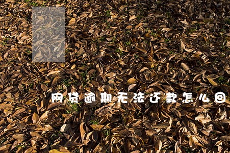 网贷逾期无法还款怎么回事