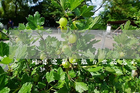 网贷逾期无能力偿还怎么协商 网贷逾期无能力偿还怎么协商