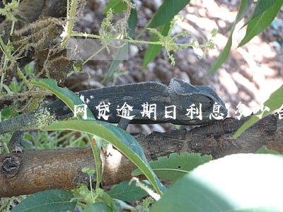 网贷逾期日利息多少合法 网贷逾期日利息多少合法