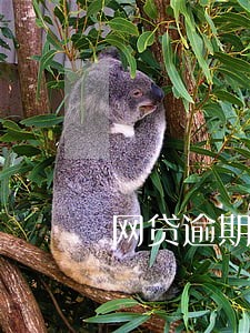 网贷逾期日记30篇 网贷逾期日记30篇