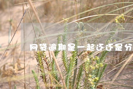 网贷逾期是一起还还是分期还 网贷逾期是一起还还是分期还