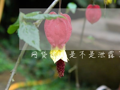 网贷逾期是不是泄露了我的信息 网贷逾期是不是泄露了我的信息