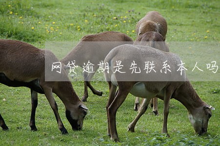 网贷逾期是先联系本人吗
