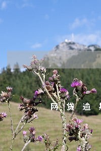 网贷逾期是否会影响政审 网贷逾期是否会影响政审