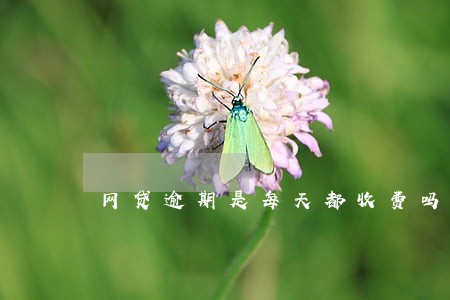 网贷逾期是每天都收费吗