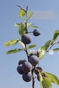 网贷逾期是经济案件吗 网贷逾期是经济案件吗