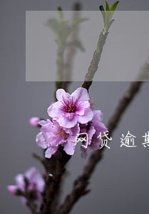 网贷逾期是违法违纪吗 网贷逾期是违法违纪吗