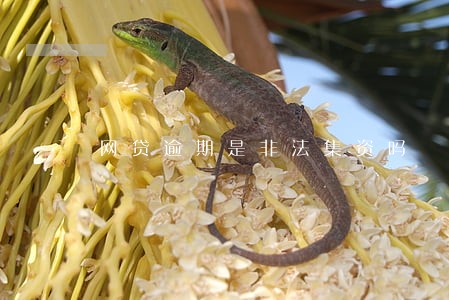 网贷逾期是非法集资吗 网贷逾期是非法集资吗