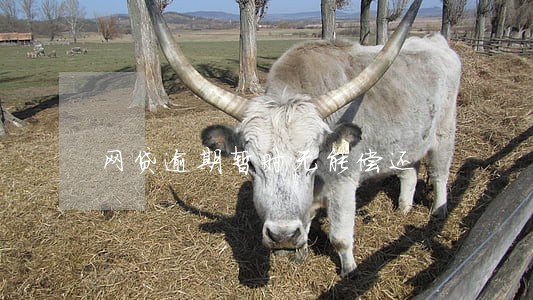 网贷逾期暂时无能偿还 网贷逾期暂时无能偿还