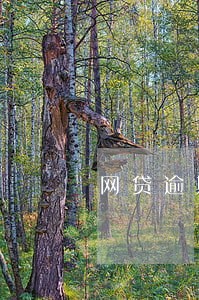 网贷逾期暴力上门时间