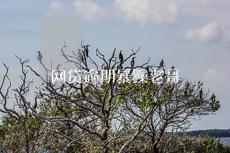 网贷逾期暴躁老哥 网贷逾期暴躁老哥
