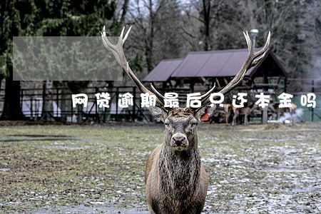 网贷逾期最后只还本金吗 网贷逾期最后只还本金吗