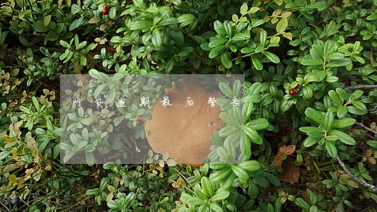 网贷逾期最后警告