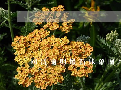 网贷逾期最新账单图片 网贷逾期最新账单图片