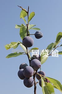 网贷逾期最近还不了怎么办 网贷逾期最近还不了怎么办