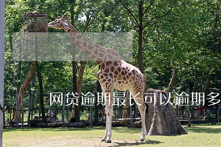 网贷逾期最长可以逾期多久 网贷逾期最长可以逾期多久