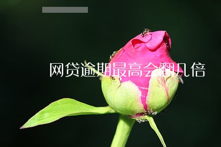 网贷逾期最高会翻几倍 网贷逾期最高会翻几倍