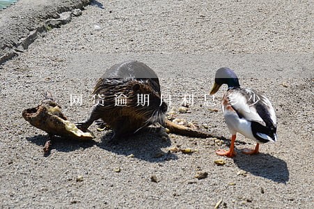网贷逾期月利息多少 网贷逾期月利息多少