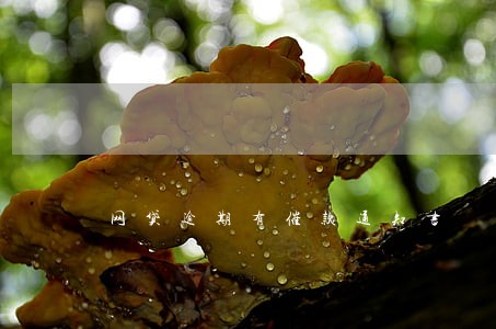 网贷逾期有催款通知书 网贷逾期有催款通知书
