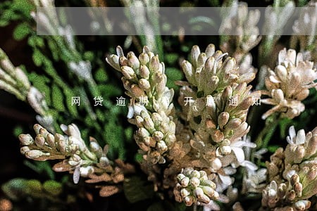 网贷逾期有开庭通知 网贷逾期有开庭通知